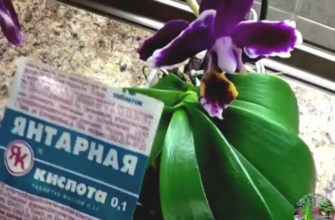 янтарная кислота для растений